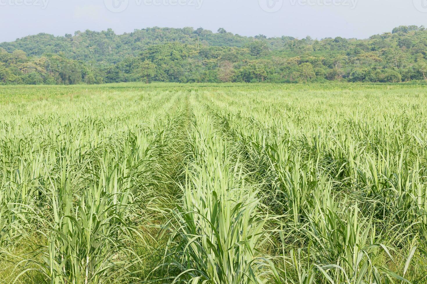 Sugarcane early growth field photo