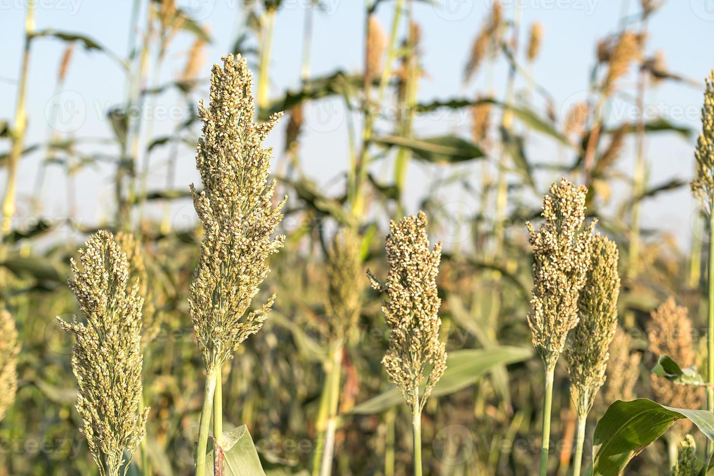 Millet or Sorghum in field of feed for livestock photo