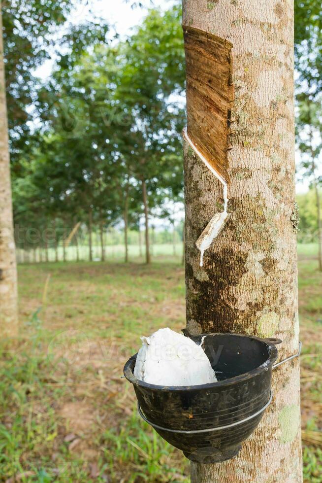 Tapping latex from Rubber tree photo