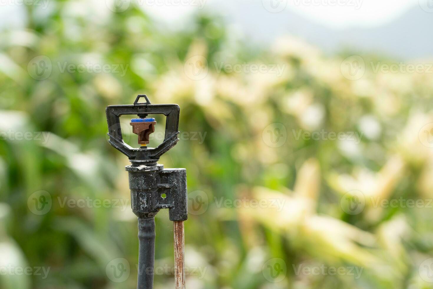 Sprinkler in high tube for field planted with corn photo