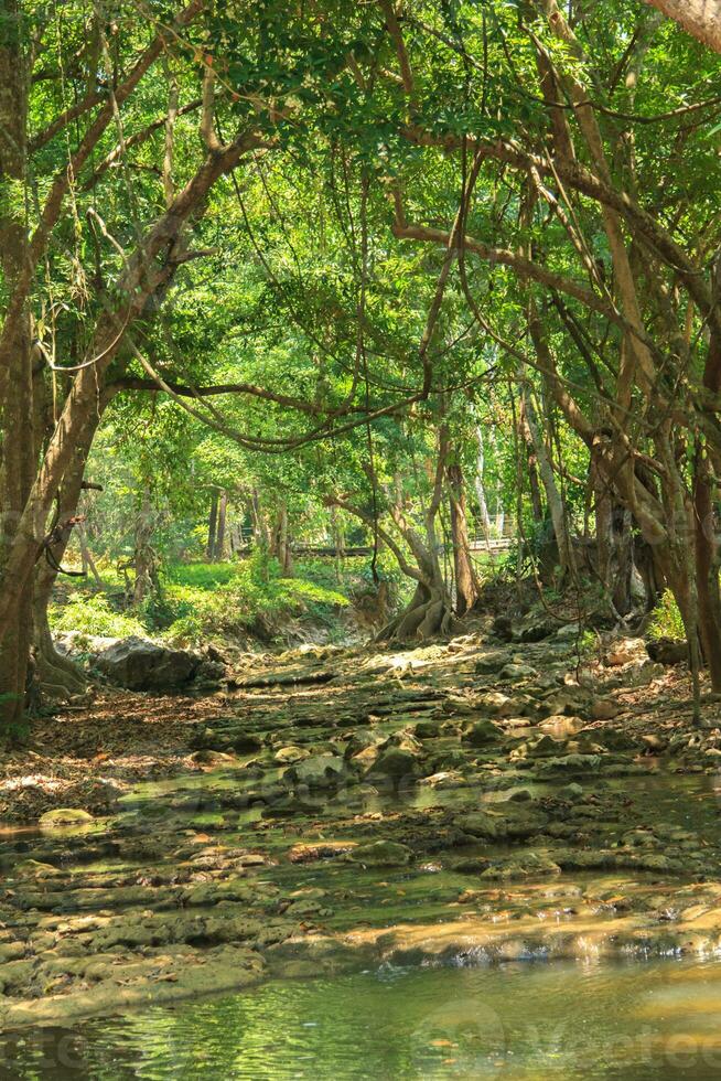 Arches of natural trees and rocks form a path that leads down to a natural waterfall. It is a beautiful upstream forest in the dry season. Overlooking the outstanding rocks and trees. photo