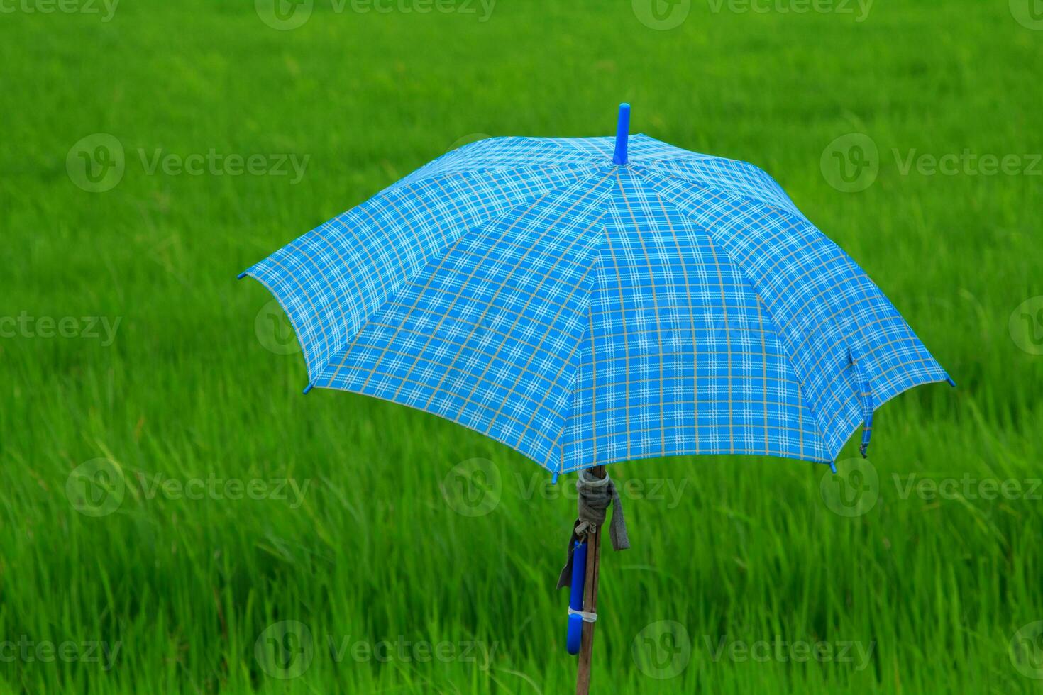 Farmer's field rain umbrellas for sun protection and rain protection during the coming monsoon season to protect yourself from the sun and the flow of rain to be safe from disease and covids 2019. photo