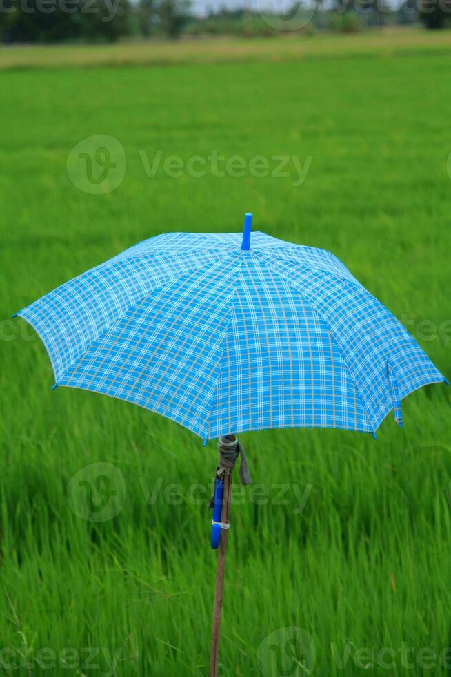 Farmer's field rain umbrellas for sun protection and rain protection during the coming monsoon season to protect yourself from the sun and the flow of rain to be safe from disease and covids 2019. photo