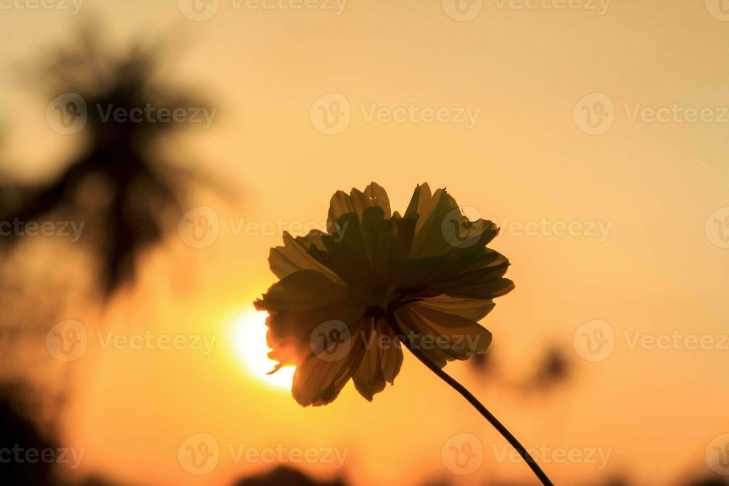 The only yellow starburst floating in the light yellow sky on the background. The sun is about to go down. A warm sunny day and a beautiful view in the summer, clear weather, a soft sky. photo