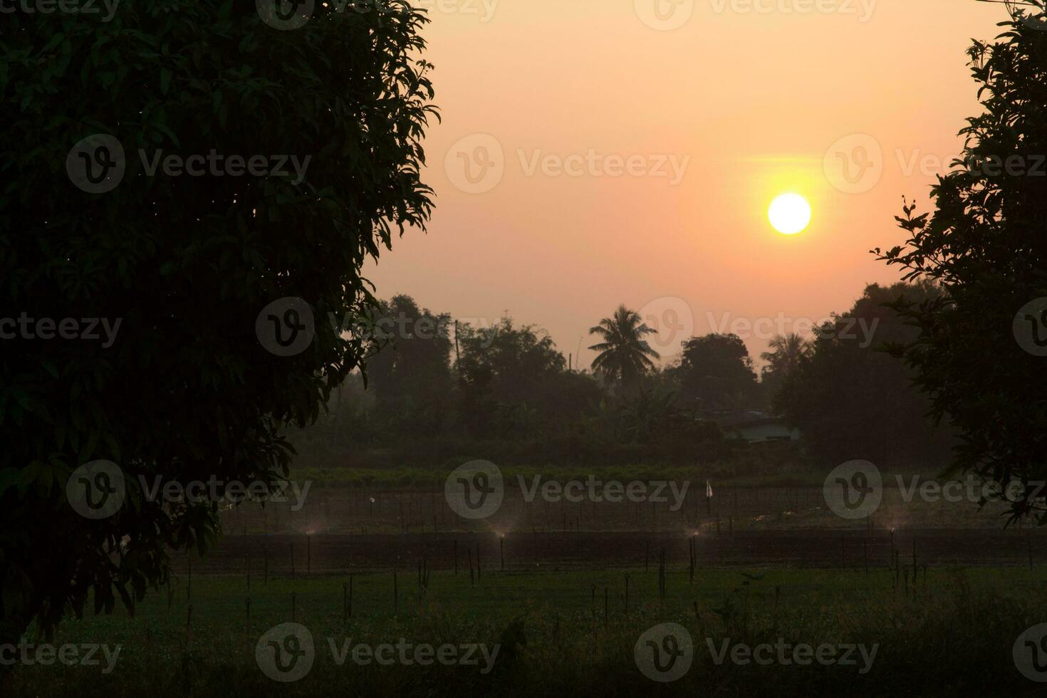 Farmers injected insecticides in the morning to increase productivity. But the eaters were suffering from pesticides found and seen from all over the world, causing cancer. photo