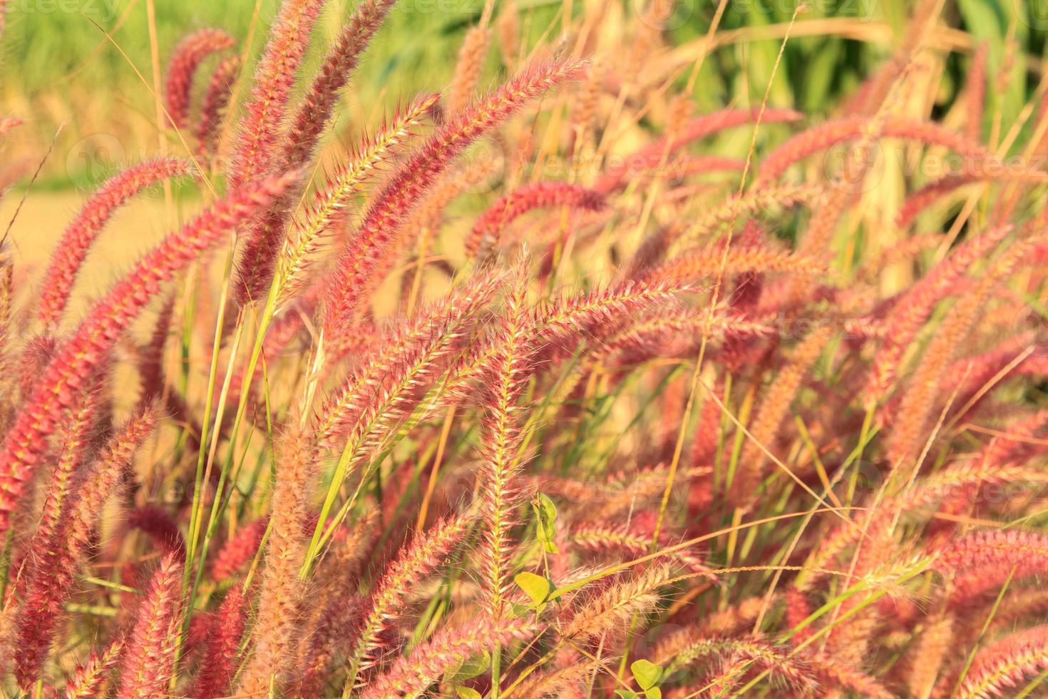 Squirrel grass flowers that grow along the way in the rainy and cold seasons are blooming beautifully and fluttering in the wind is what nature has created. photo