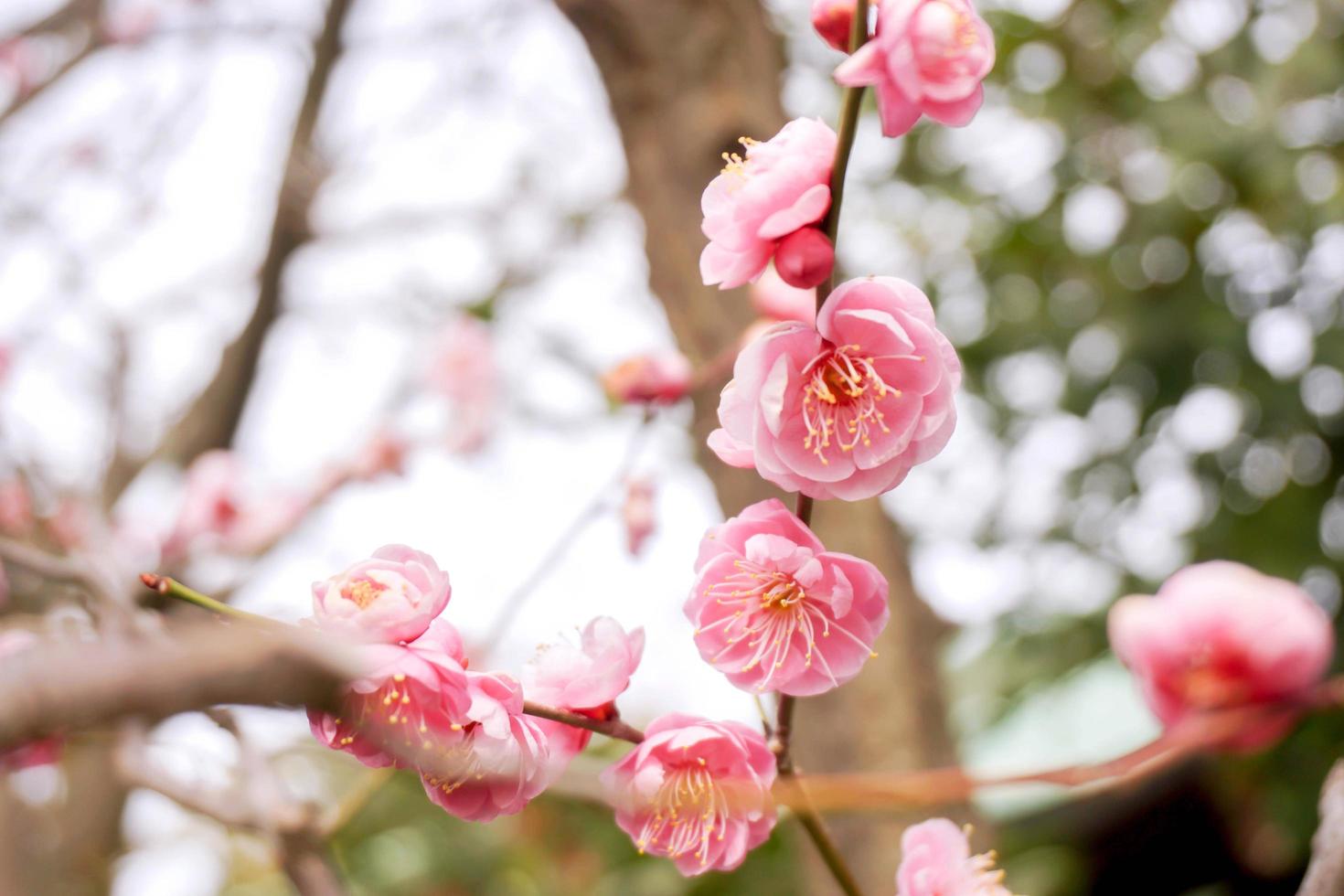 Closeup beautiful of pink Plum blossom blooming on tree brunch and winter season  with blurry background. photo