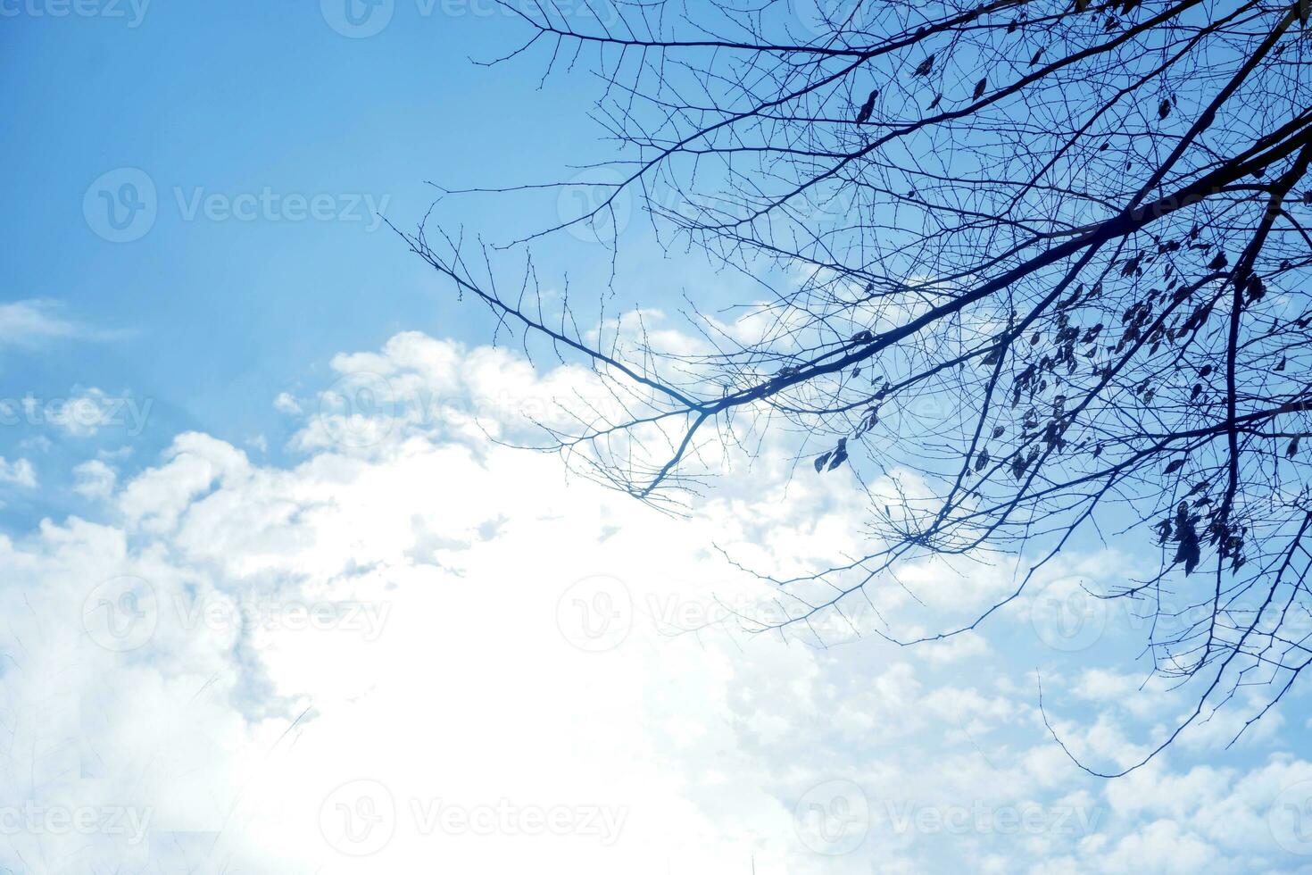 Look up view and silhouette of tree branches on bright blue sky and sun light with cotton white cloud background. photo