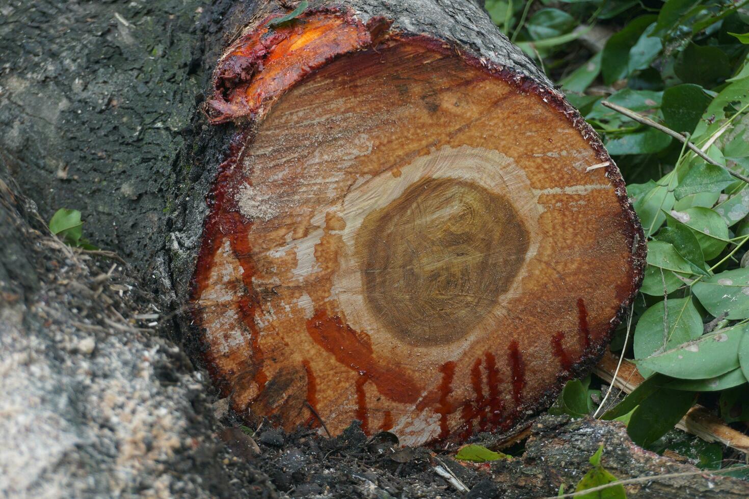 Pieces of large tree trunks photo