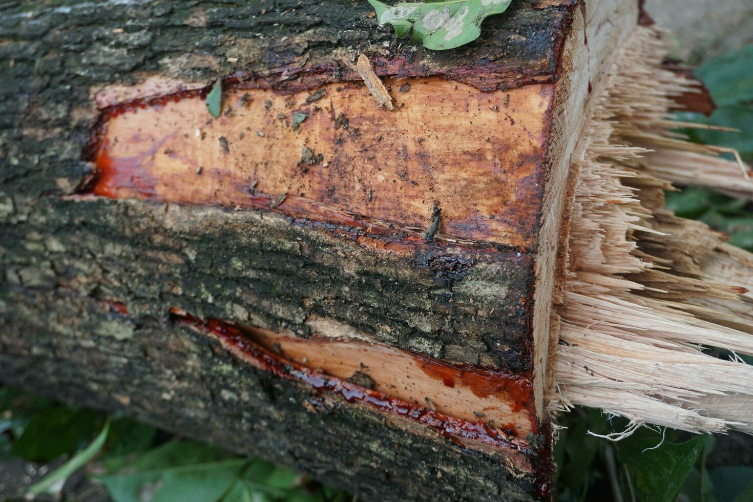 un recién derribado árbol maletero foto