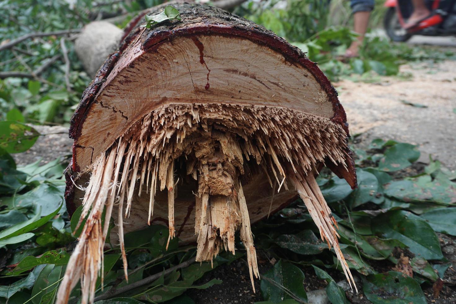 un recién derribado árbol maletero foto