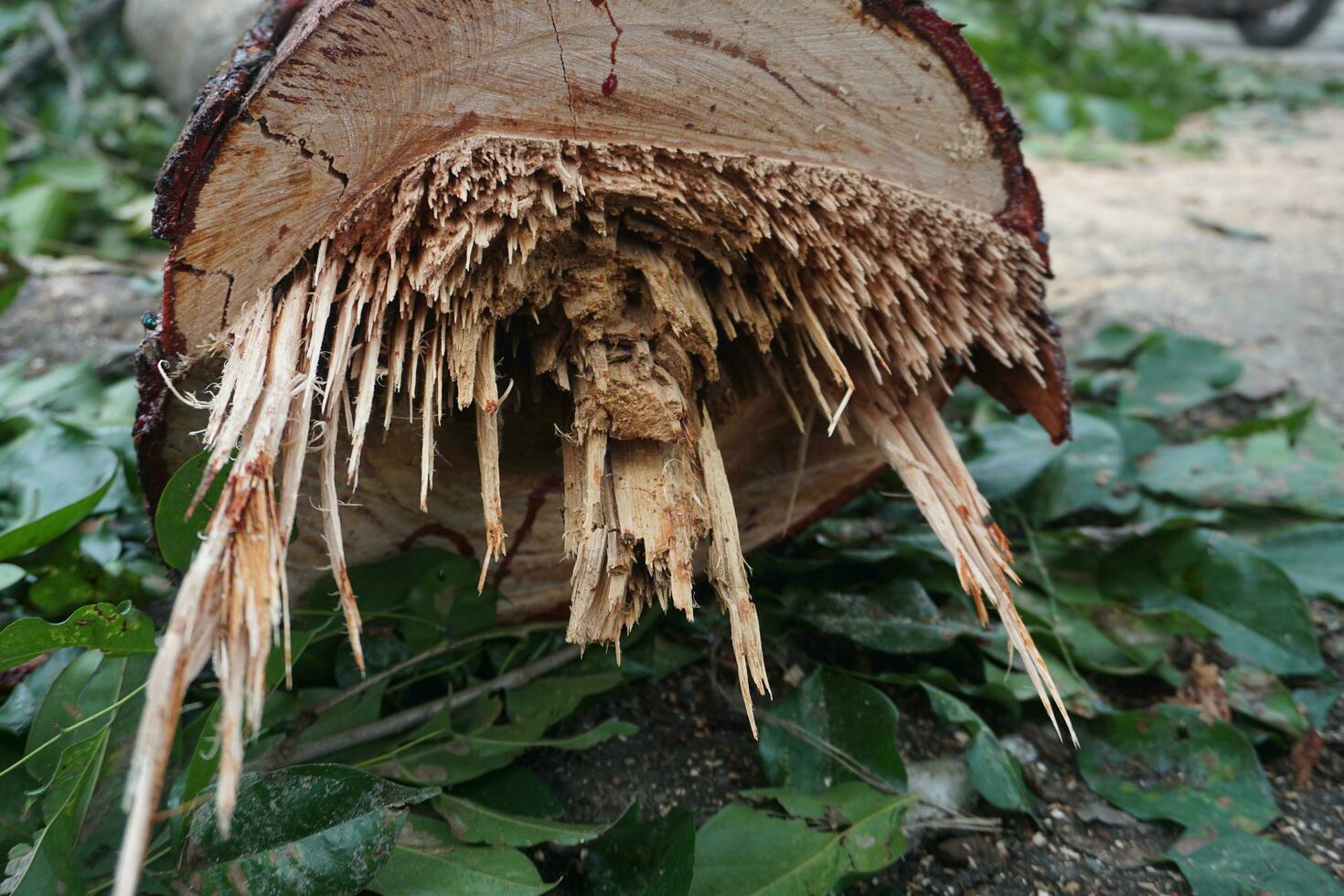 A freshly felled tree trunk photo