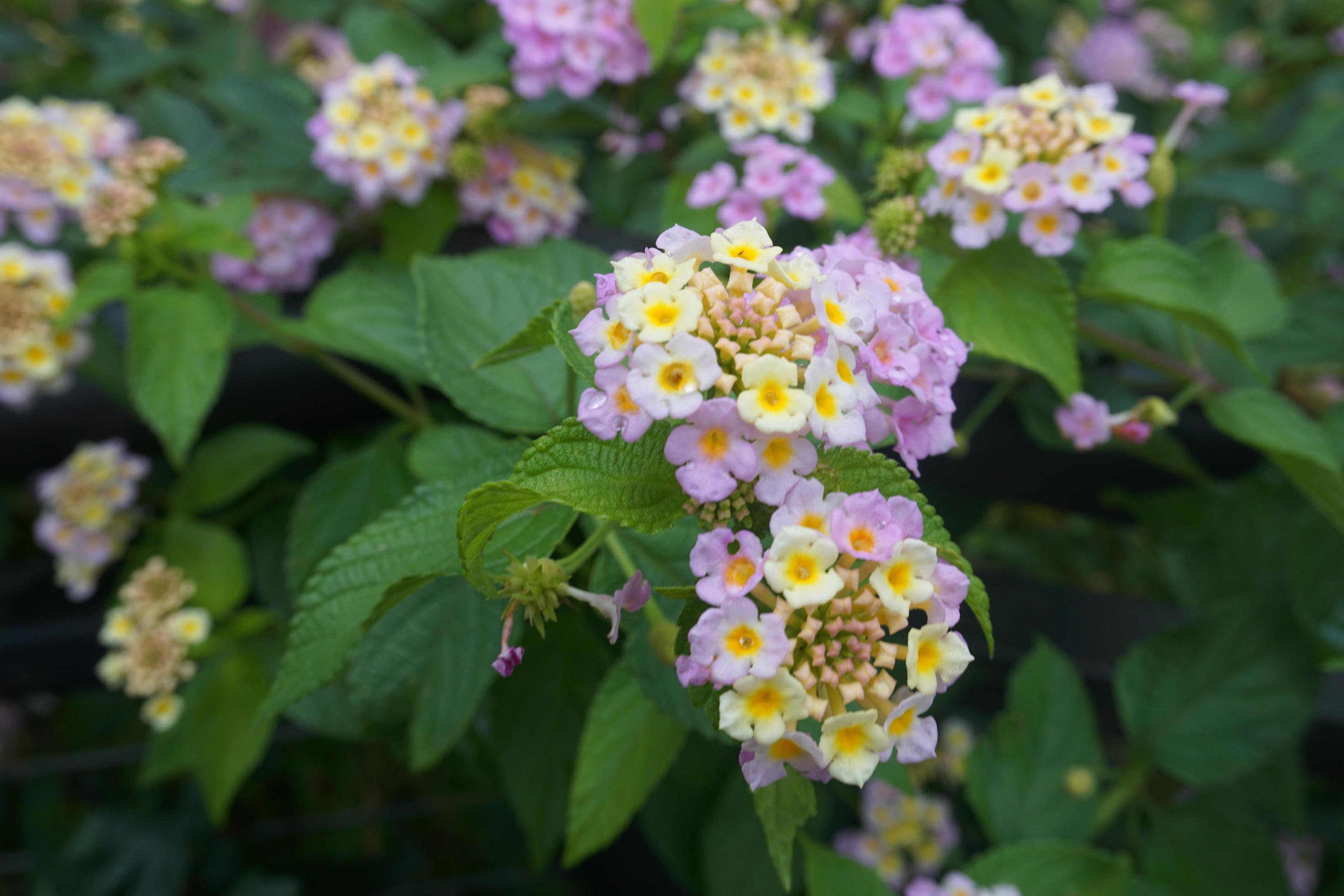 Lantana montevidensis. Purple lantana blooming under daylight with