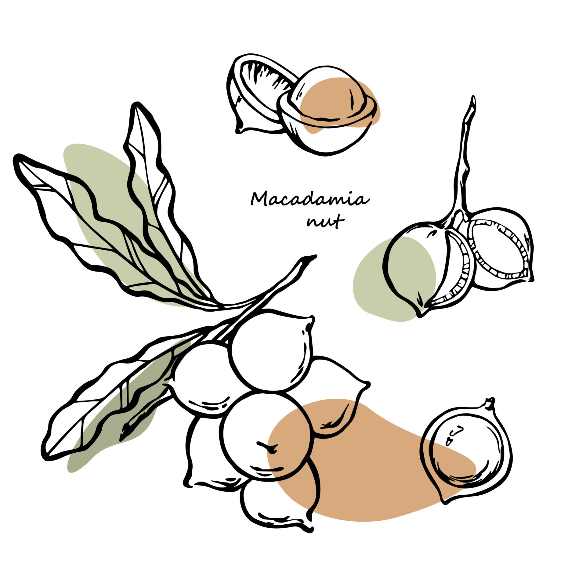 Macadamia nuts hand drawn collection. Macadamia nuts on branch with