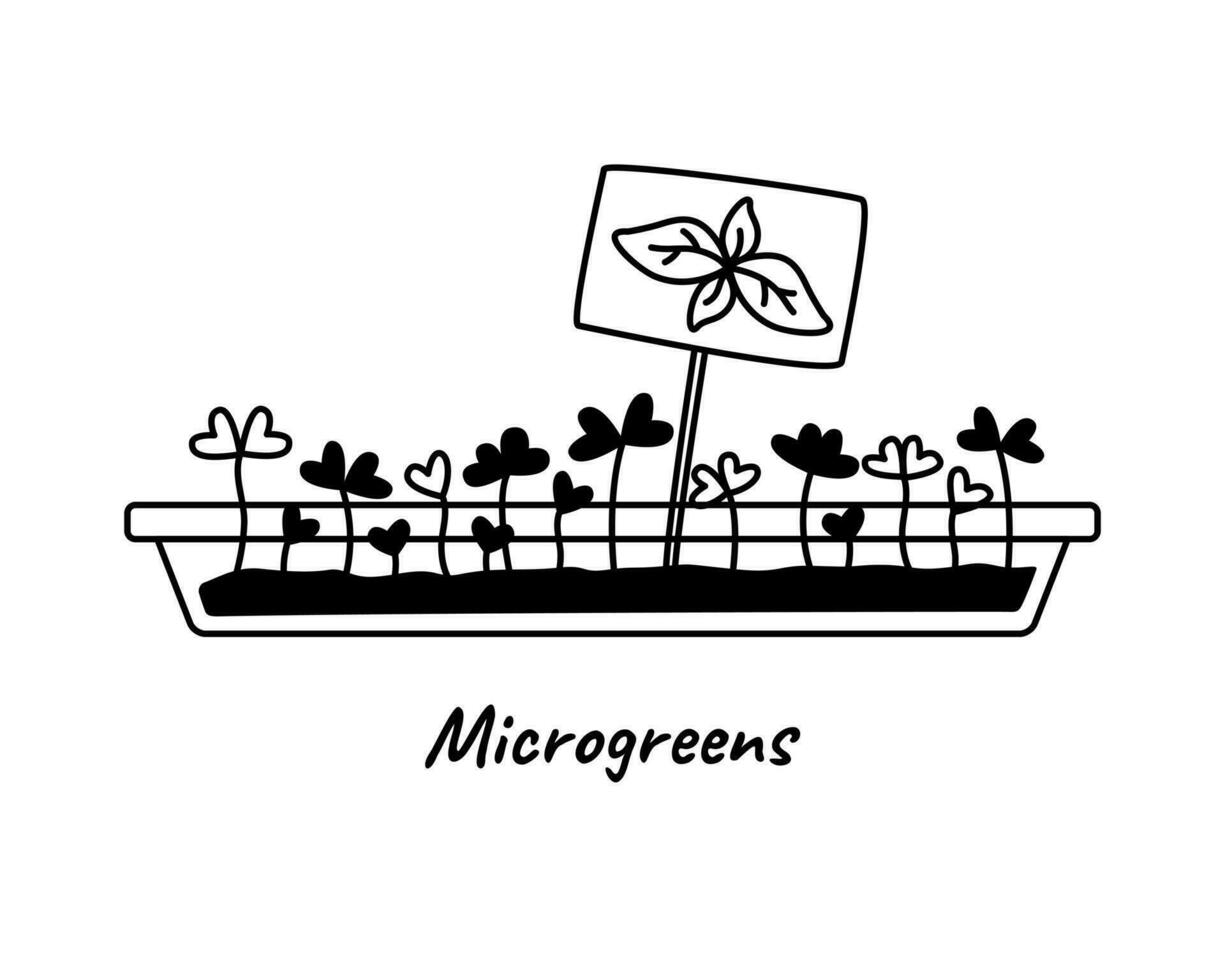 albahaca microverde coles creciente en envase con tableta negro y blanco garabatear vector ilustración. contorno dibujos animados dibujo.