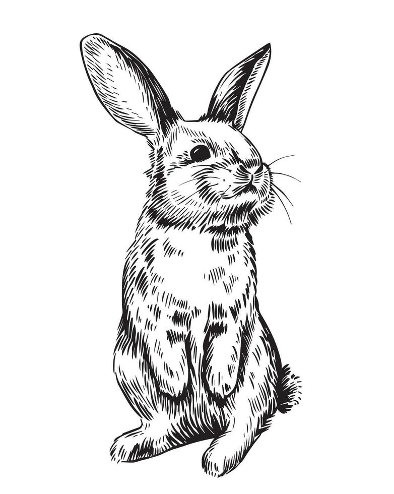 Rabbit Drawing  Sketches for Kids  Kids Art  Craft