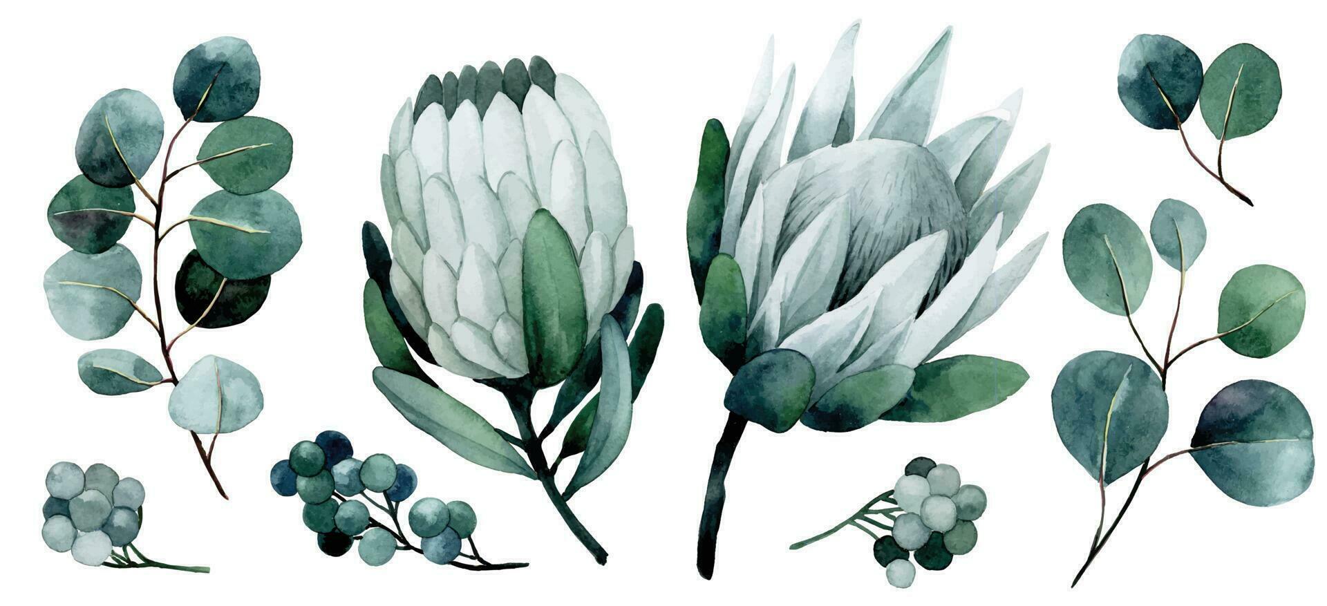 watercolor drawing set of tropical flowers and leaves. protea and eucalyptus leaves vector