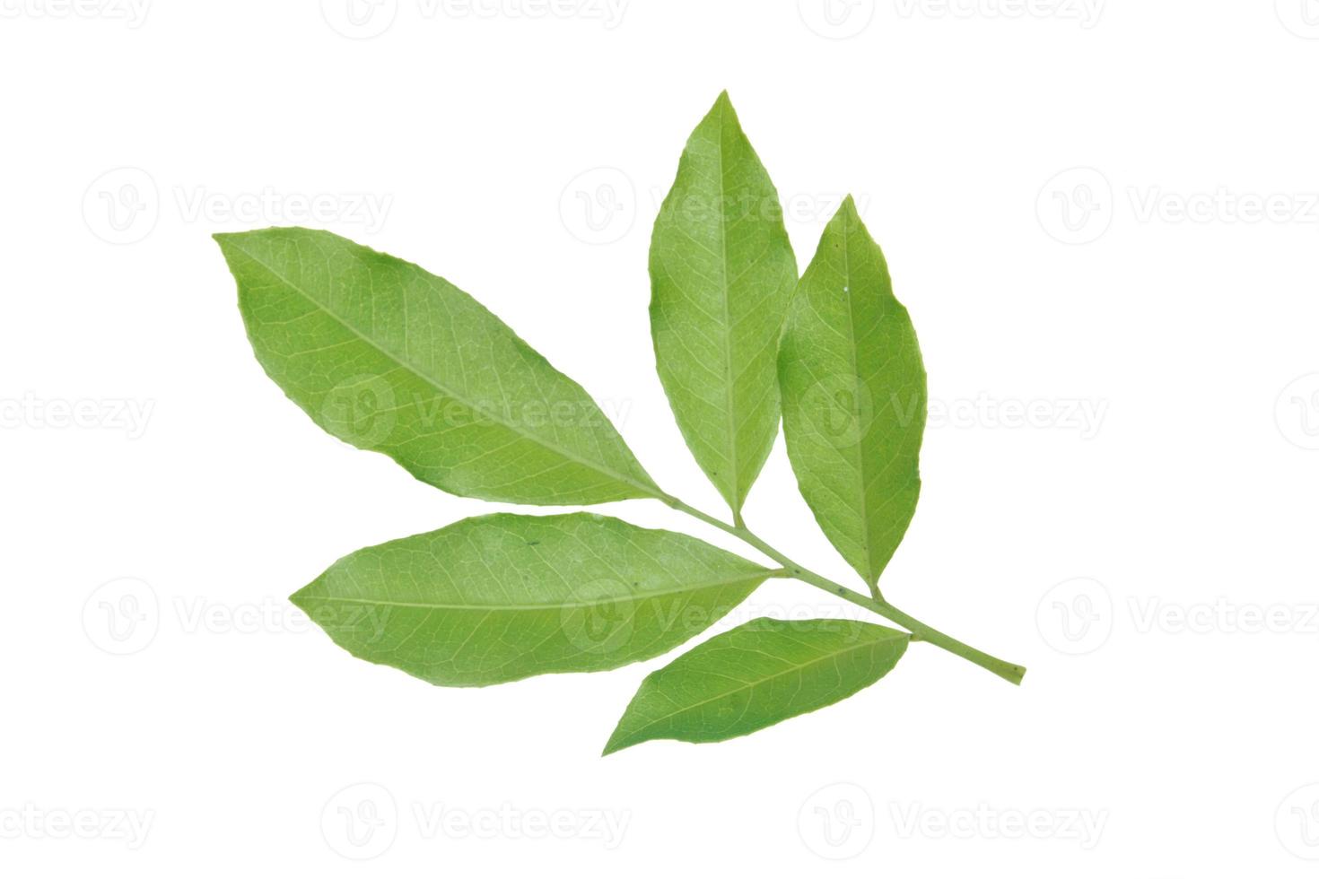 Fresh leaves isolated on white backround photo