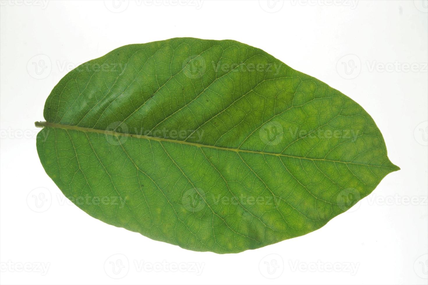 Fresh leaves isolated on white backround photo