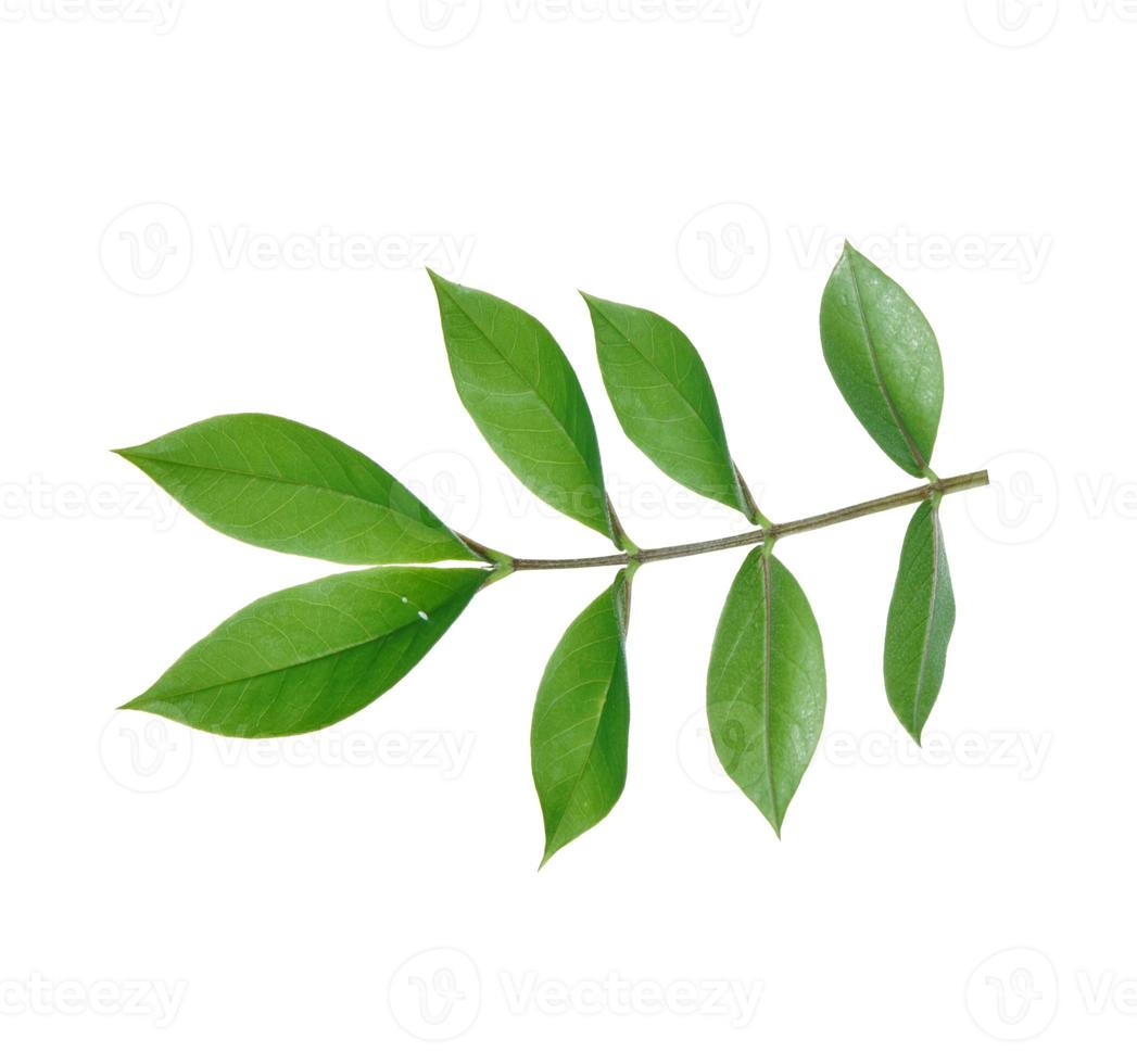 Fresh leaves isolated on white backround photo