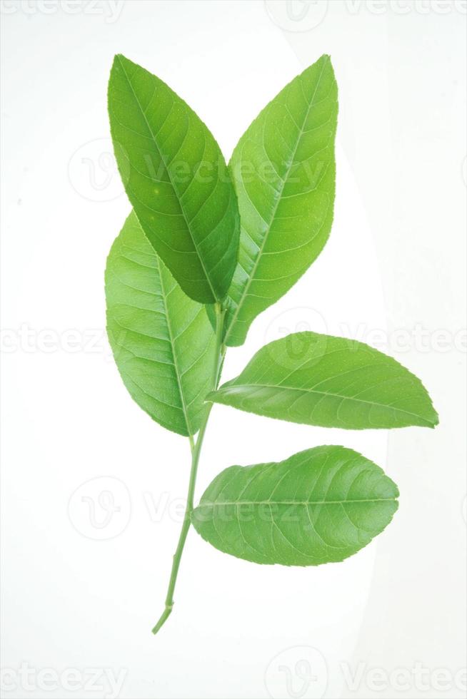 Fresh lemon leaf isolated on white background. photo