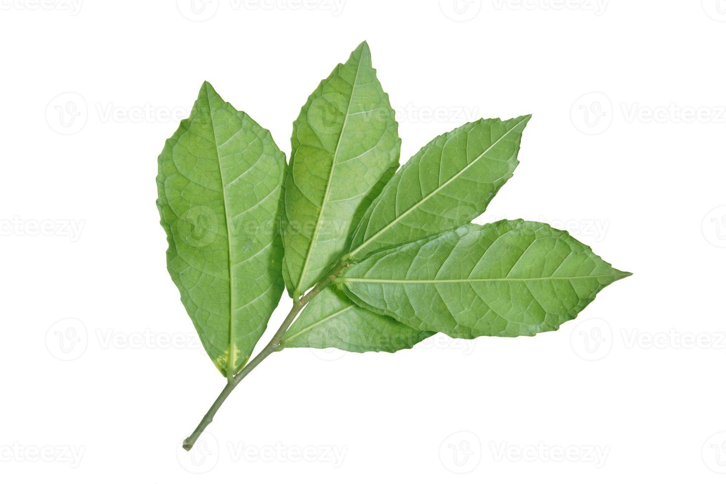 Fresh leaves isolated on white backround photo