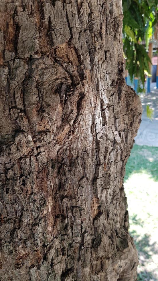 A close-up shot of the bark of a tree. photo