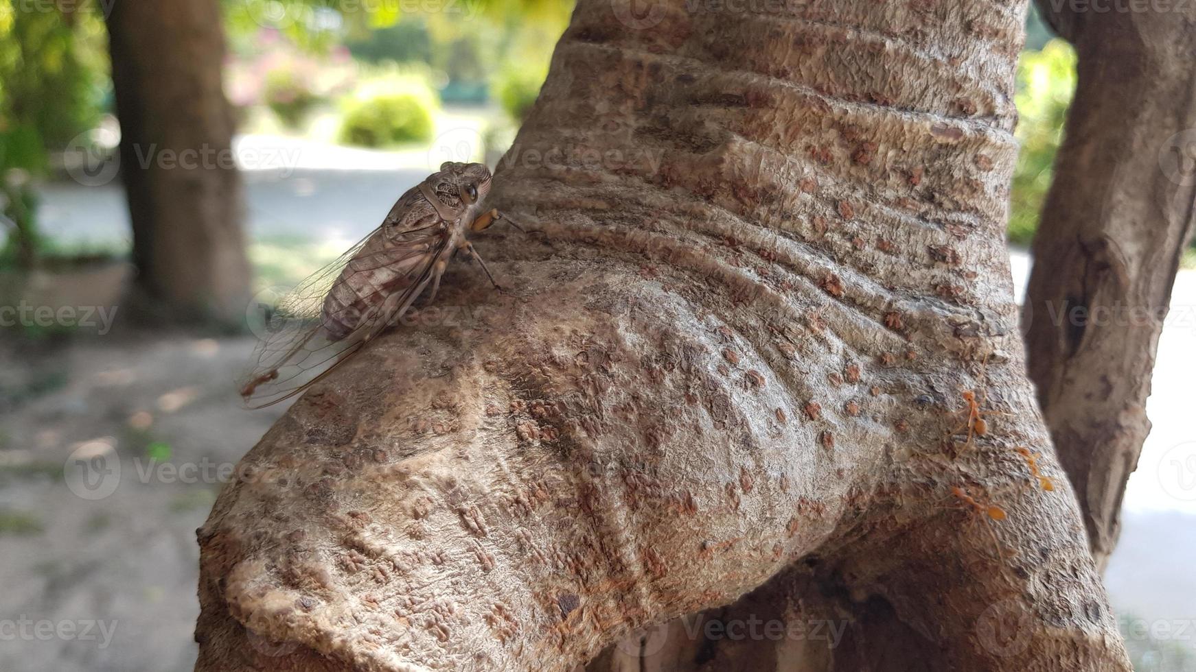 Cicada perched on a tree in the daytime in summer photo