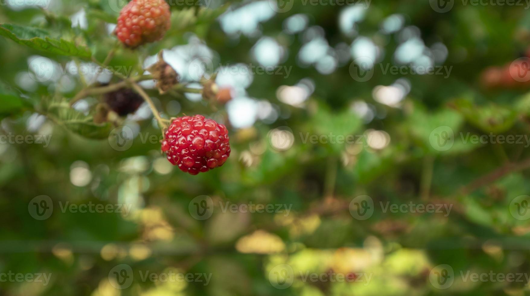 Red and ripe blackberry fruits hanging from the plant in the foreground against background of defocused leaves on a sunny day photo