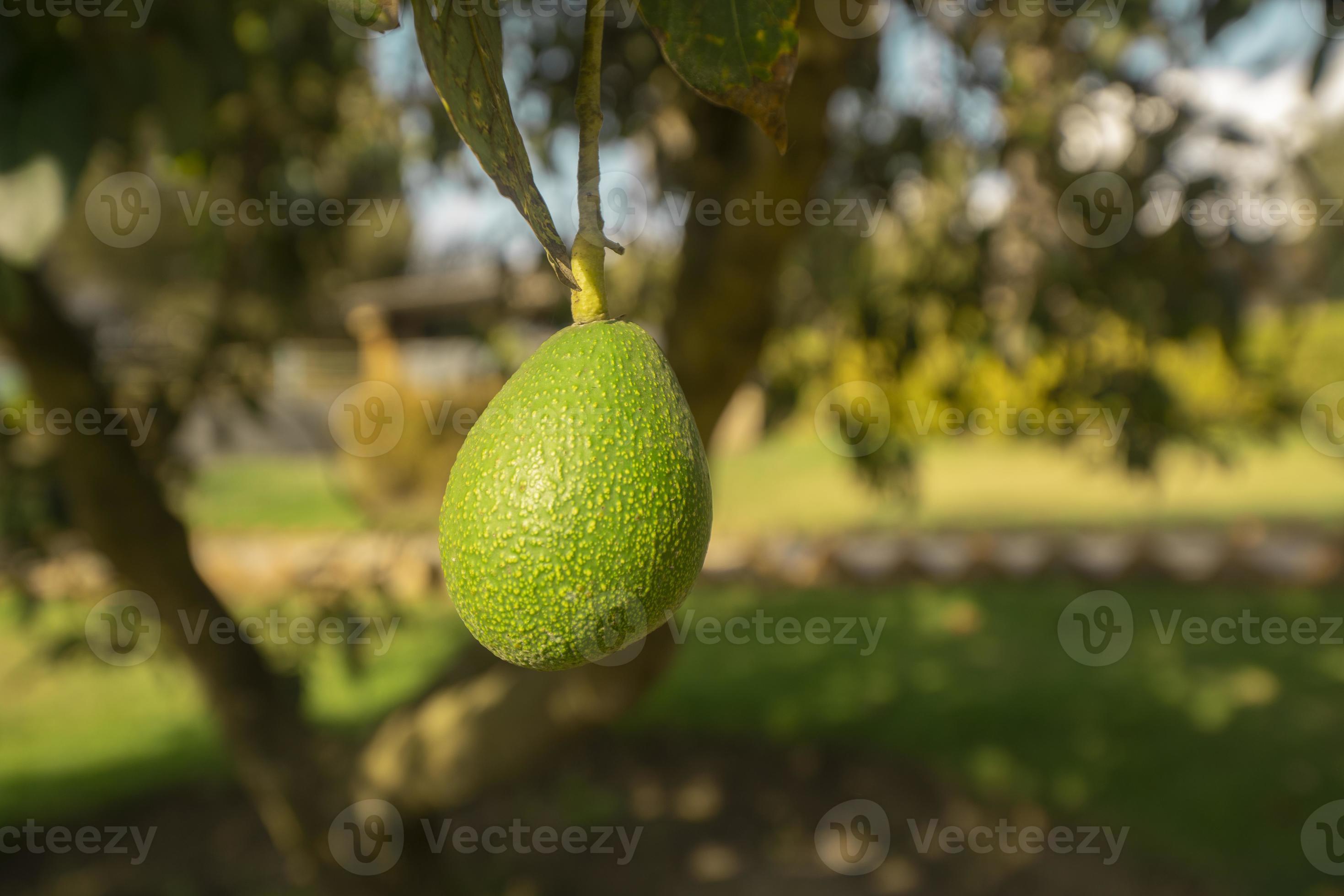 Green avocado fruit hanging from the tree in closeup against background of defocused leaves on a