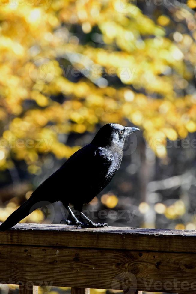 Crow in thought photo