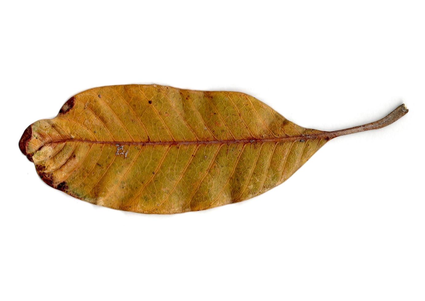 autumn leaf isolated on white background photo