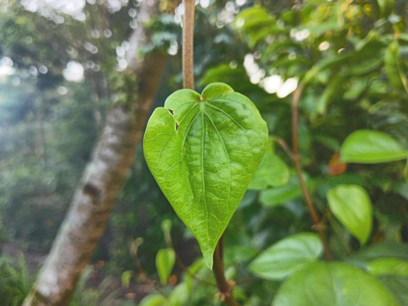 Betel leaves with a blurred background photo