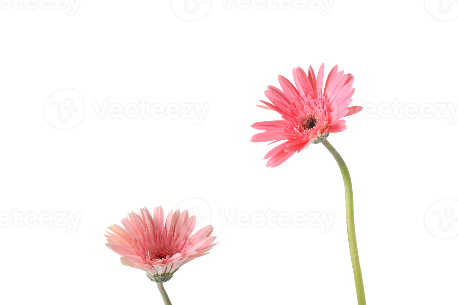 Pink Gerbera flowers on isolated background. png