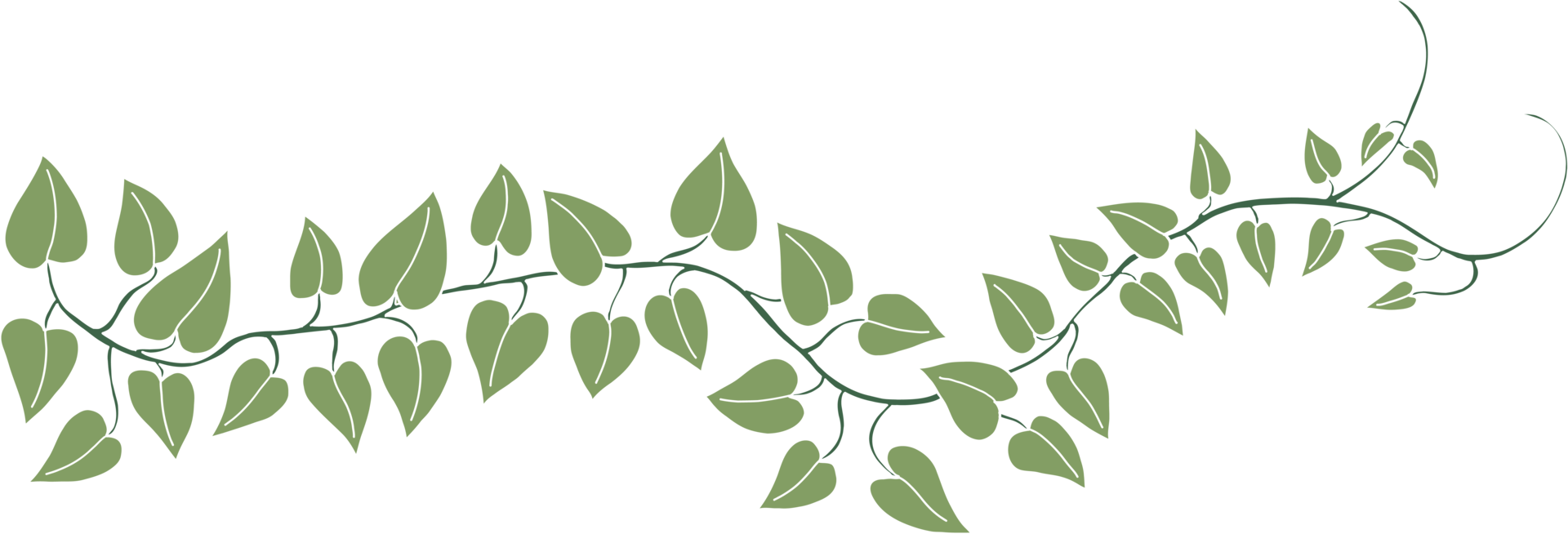 Simplicity ivy freehand drawing png