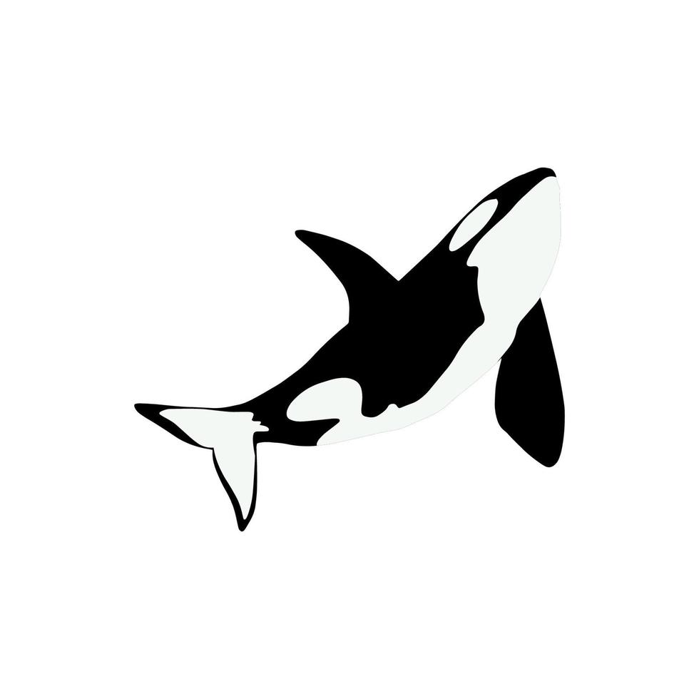 Orca whales. Sea animal killer whales. Marine animal in Scandinavian style. vector