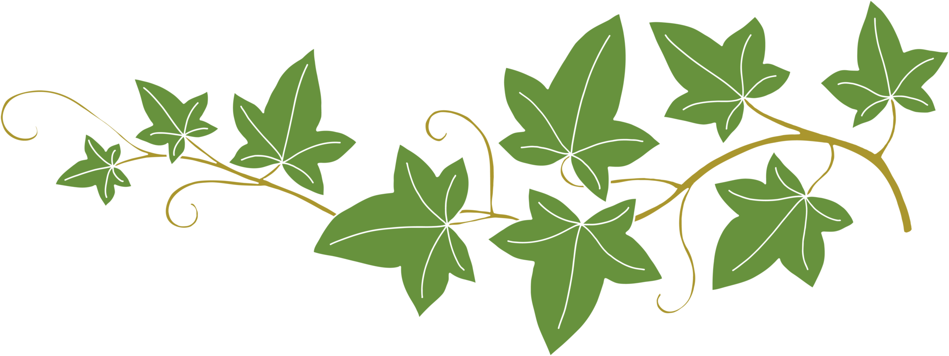 Simplicity ivy freehand drawing png