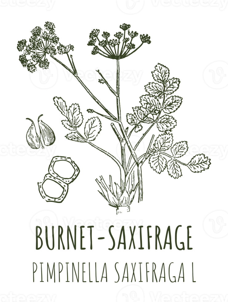 Drawings of BURNET SAXIFRAGE. Hand drawn illustration. Latin name PIMPINELLA SAXIFRAGA L. png