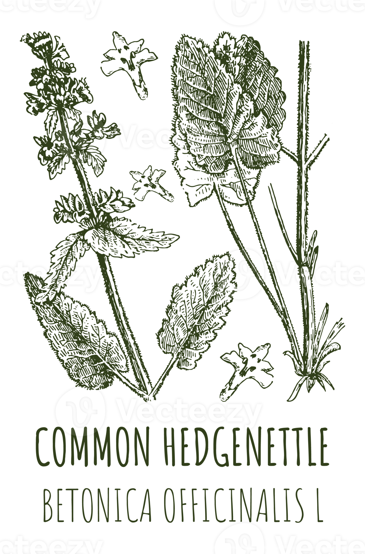 Drawings of COMMON Hand drawn illustration. Latin name BETONICA OFFICINALIS L