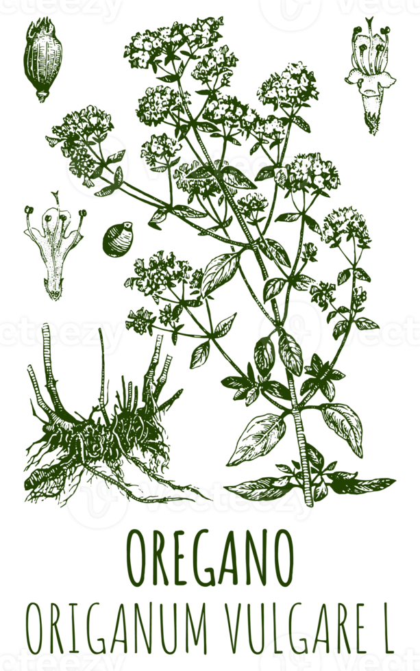 Drawings of OREGANO. Hand drawn illustration. Latin name ORIGANUM VULGARE L. png