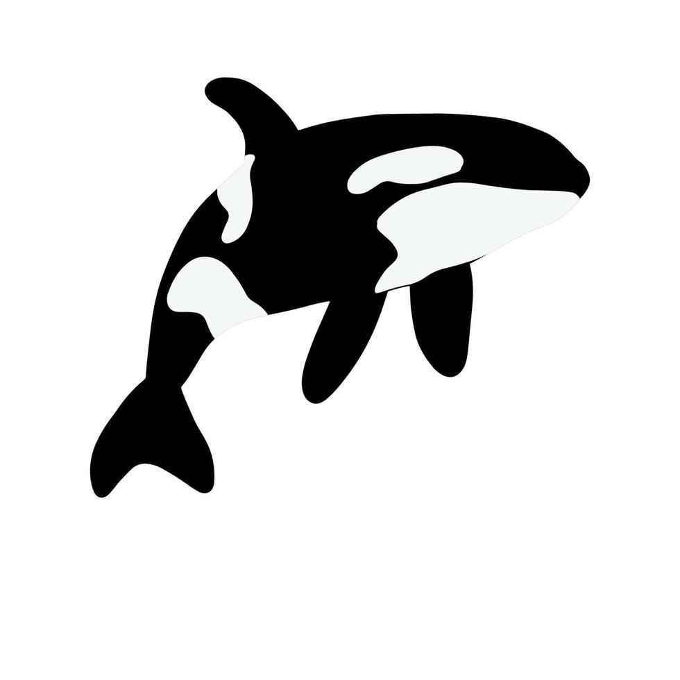 Orca whales. Sea animal killer whales. Marine animal in Scandinavian style. vector