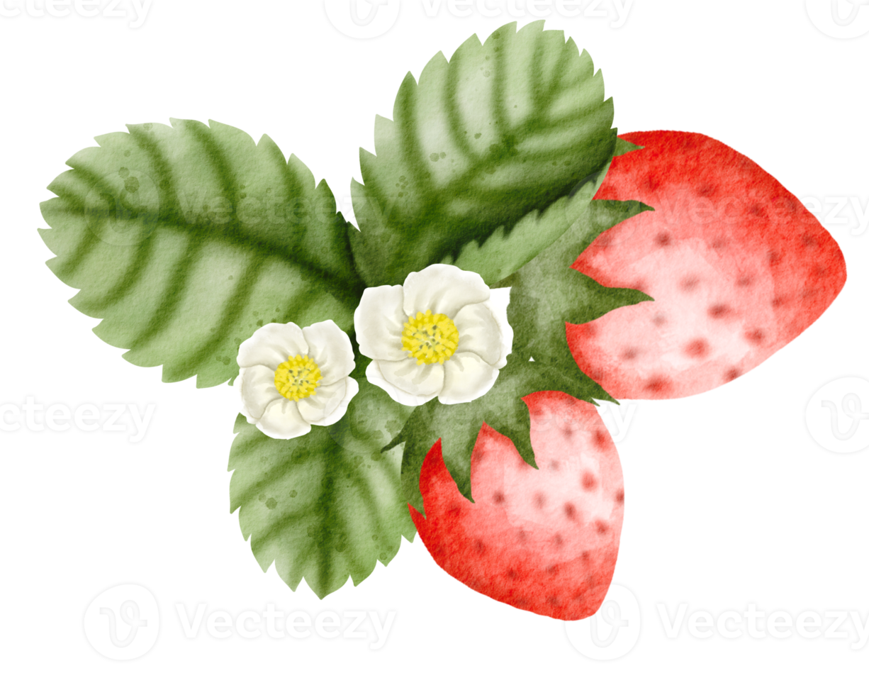 watercolor strawberry hand drawn png