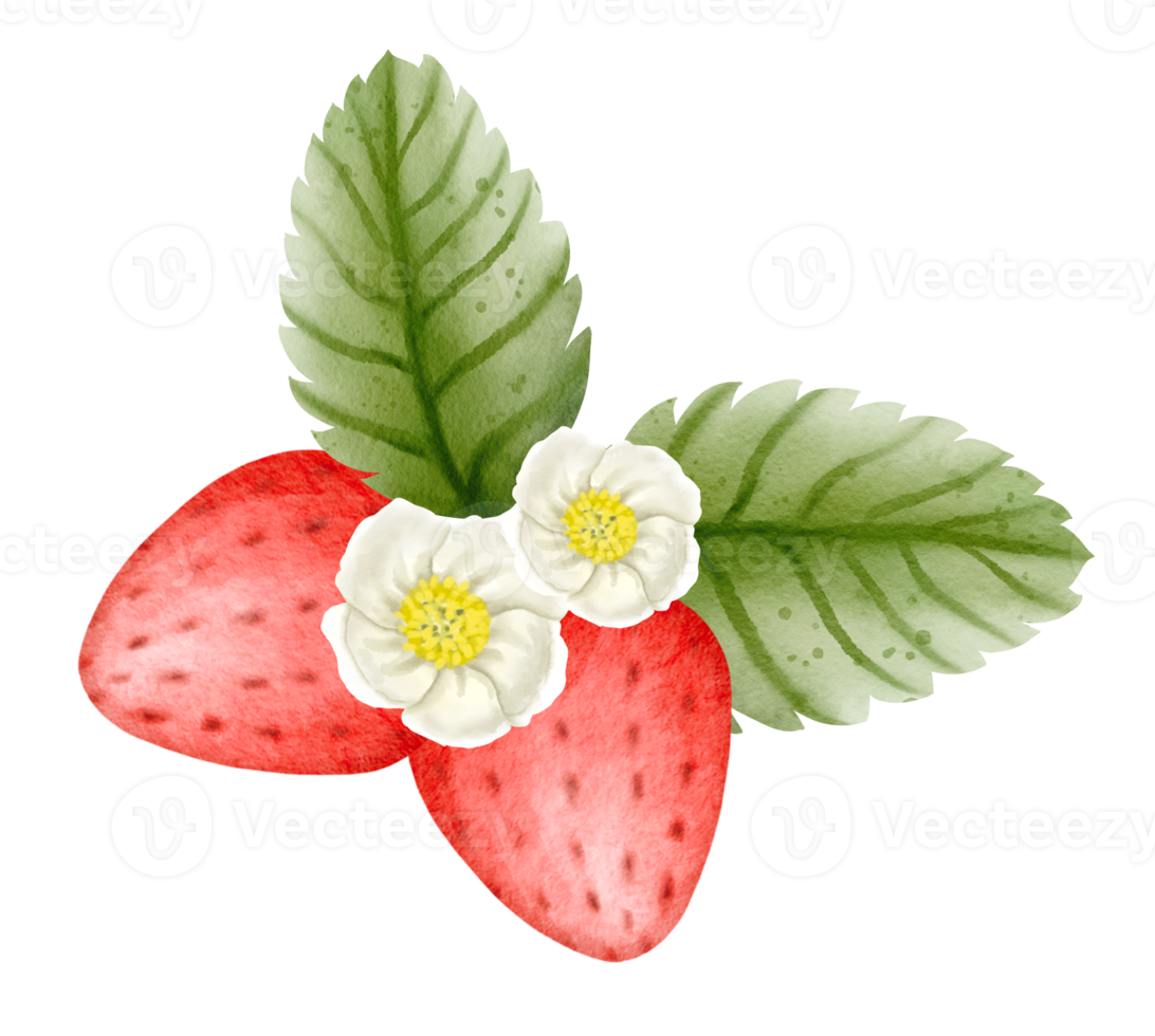 watercolor strawberry hand drawn png