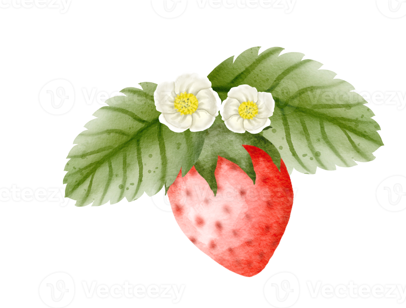 watercolor strawberry hand drawn png