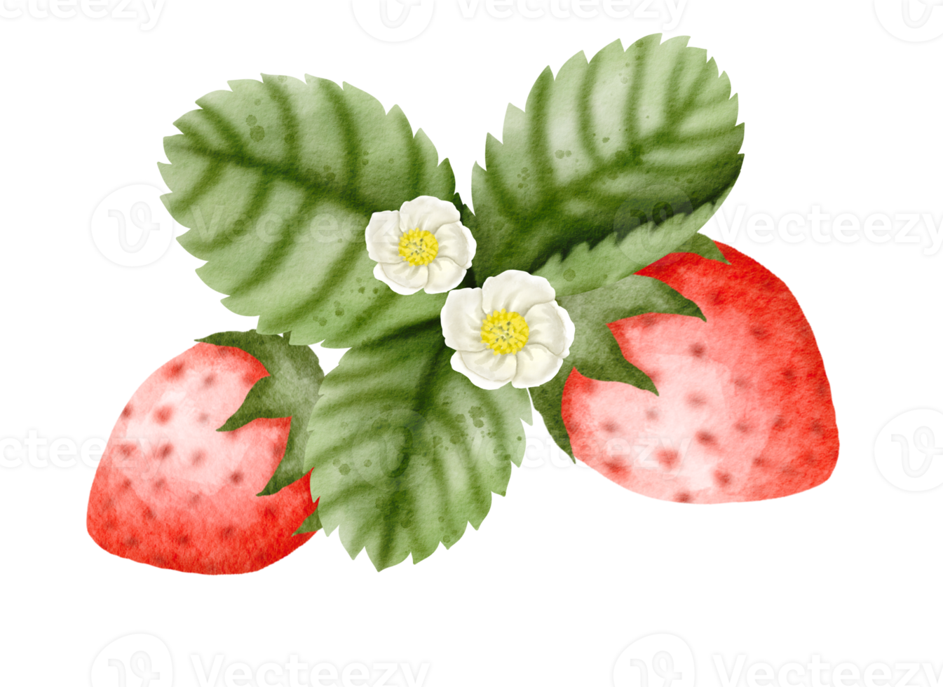 watercolor strawberry hand drawn png
