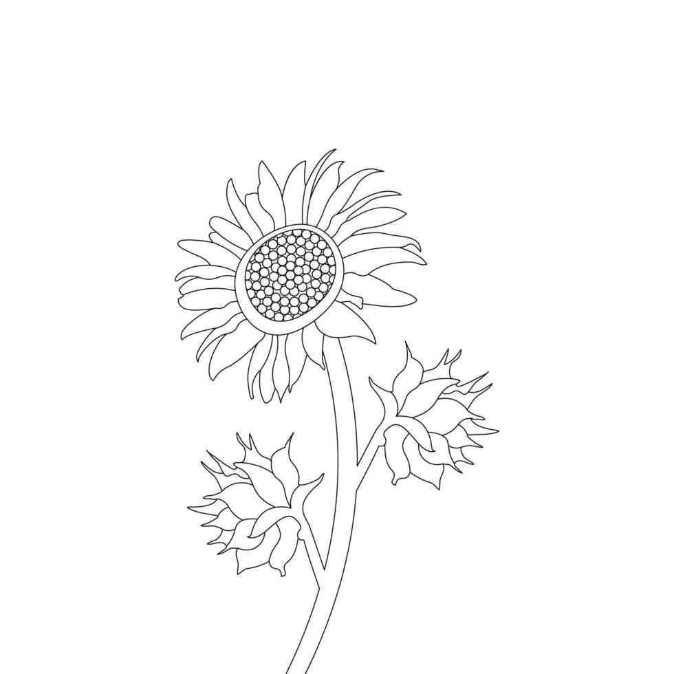 Sunflower Coloring Page And Book Hand Drawn Line Art Vector