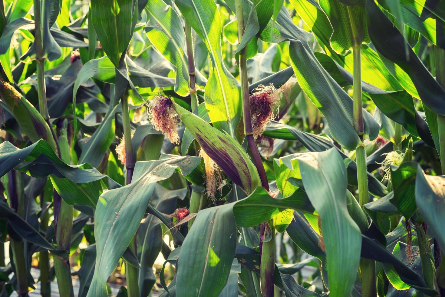 close up corn plant on green field photo