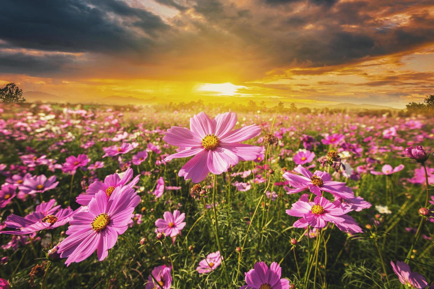 cosmos flor campo prado y natural escénico paisaje puesta de sol foto