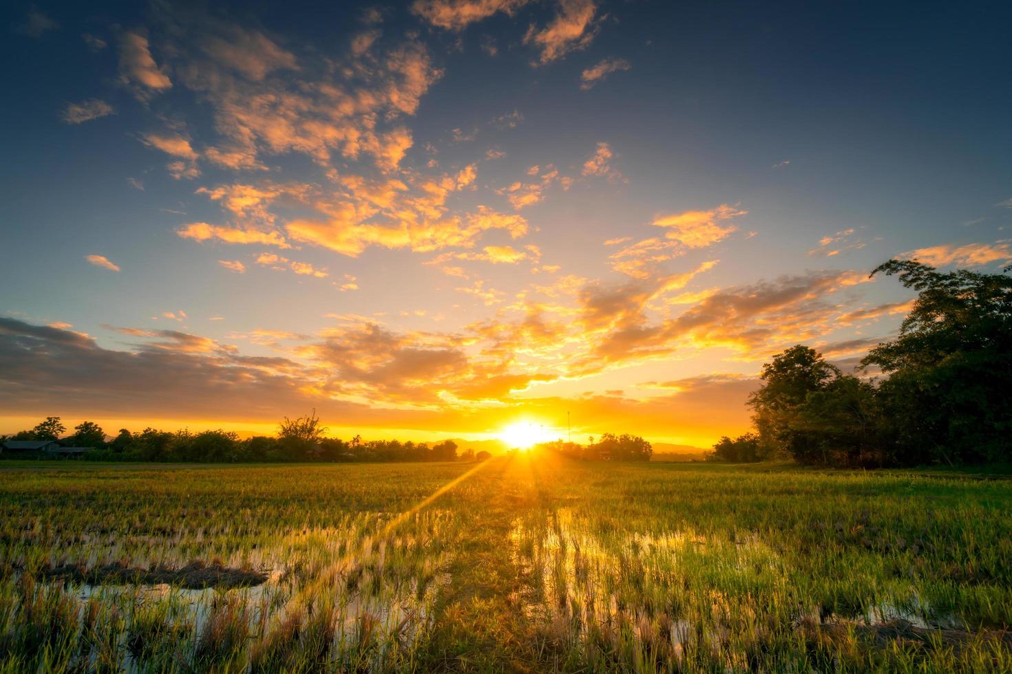 Natural scenic Beautiful rice field and sunset at Thailand. photo