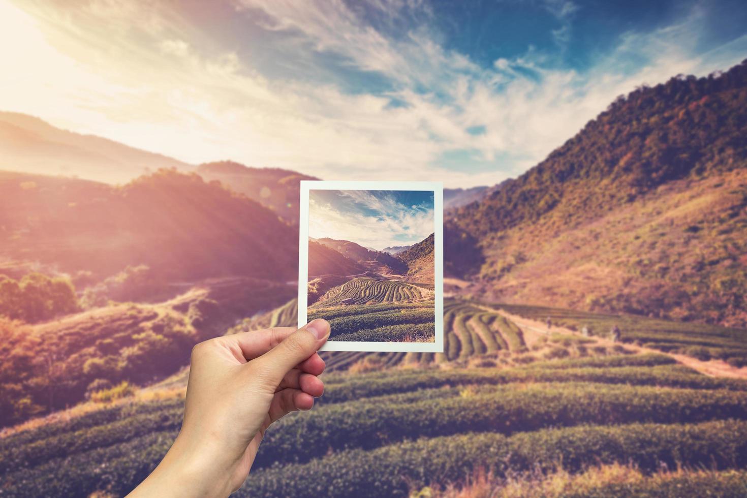 Hand holding Instant photo and view tea field sunrise.